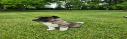 Akita dogs for sale: Akita  - Ad 4
