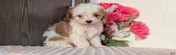 Cavapoo dogs for sale: Tripp - Ad 7