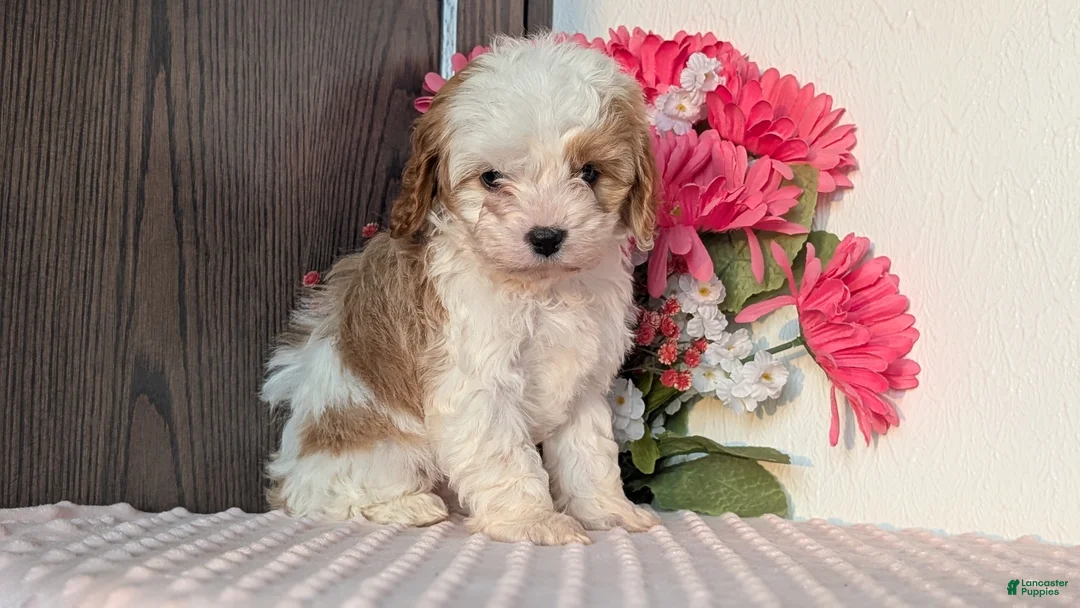 Cavapoo dogs for sale: Tripp - Ad 7