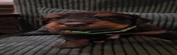 Bernedoodle dogs for sale: Bernedoodle 2 Green collar male  - Ad 13