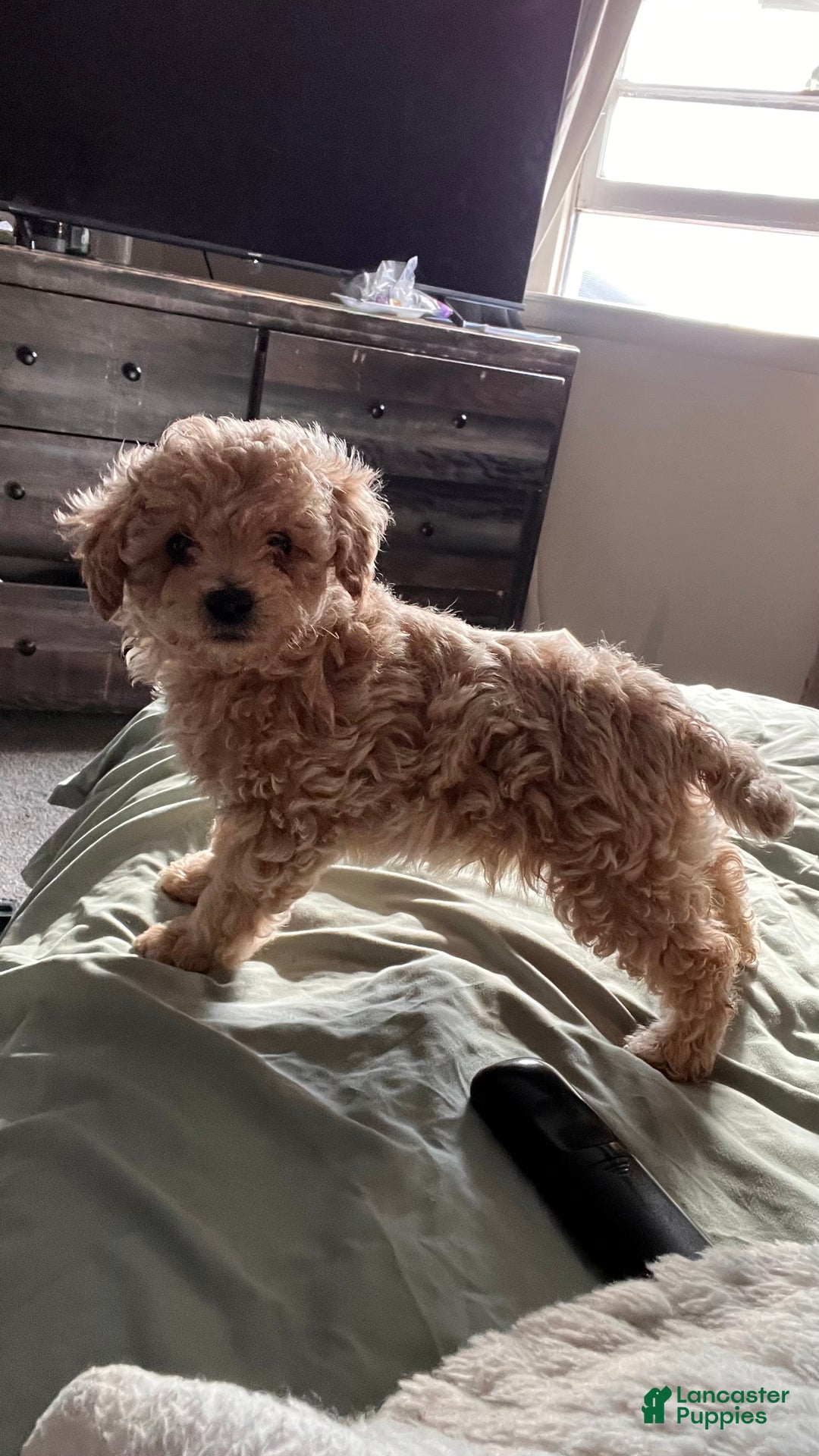 Bichpoo dogs for sale: Harlow - Ad 4