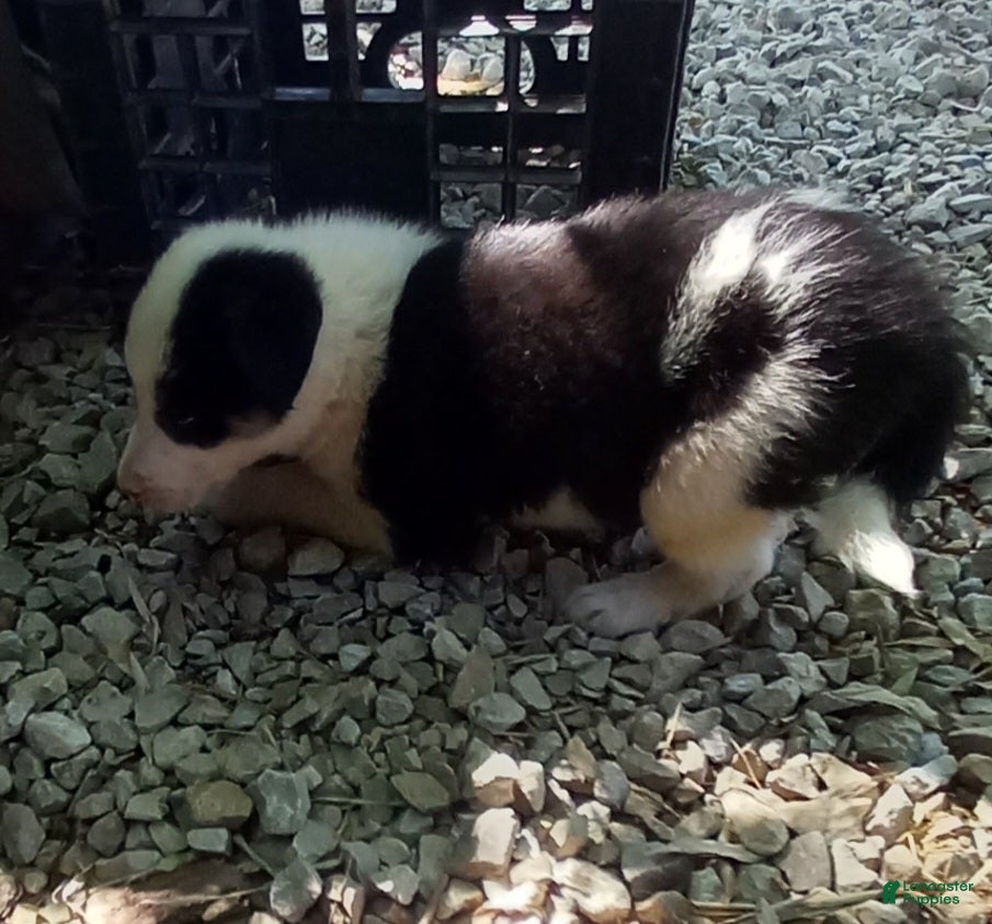 Border Collie dogs Max - Ad 32