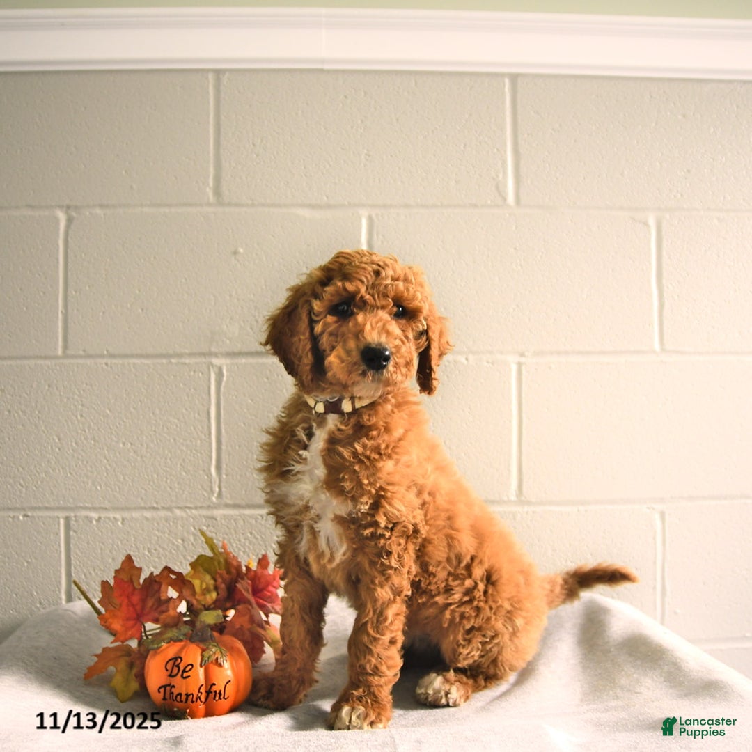 Standard Poodle dogs for sale: Daisy - Ad 3