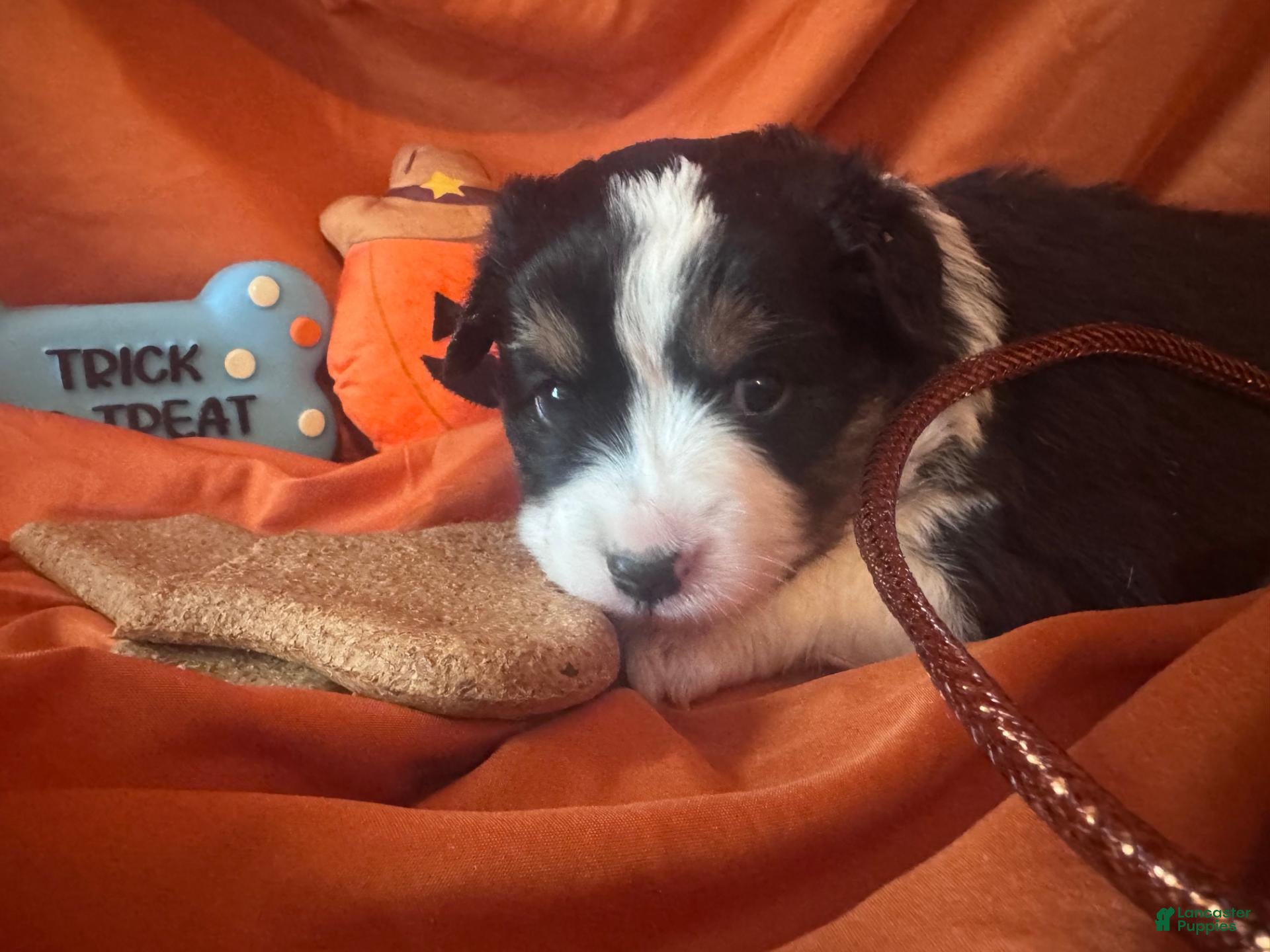 Miniature Australian Shepherd dogs Neagley - Ad 1