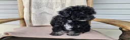 Mini Bernedoodle dogs for sale: Mia - Ad 10