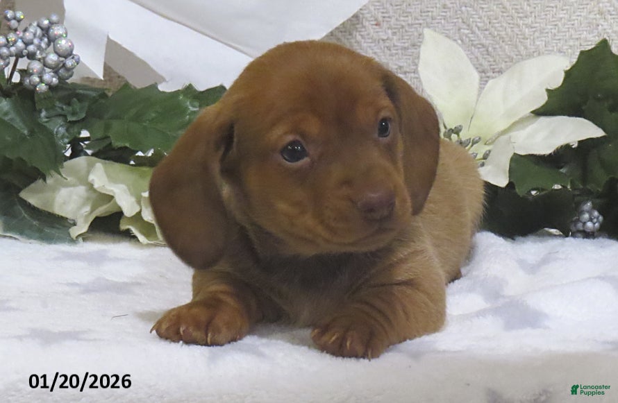 Miniature Dachshund dogs Jaxon - Ad 22
