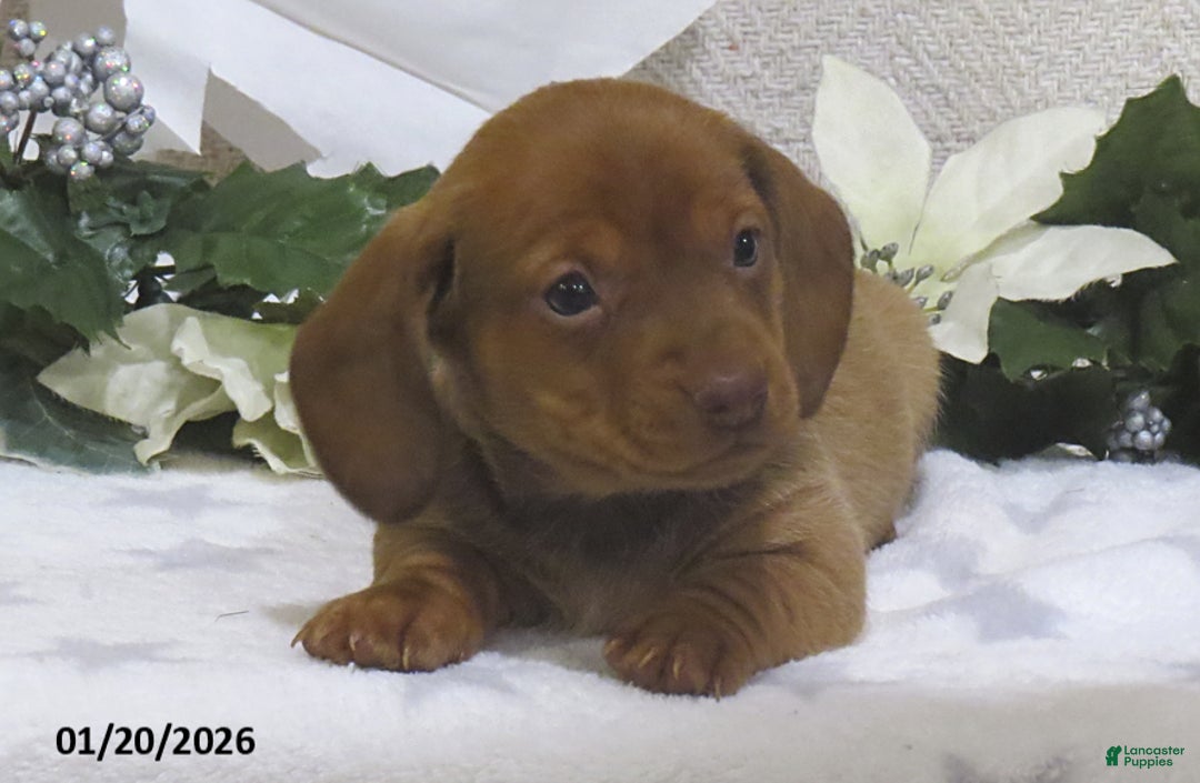 Miniature Dachshund dogs for sale: Jaxon - Ad 1