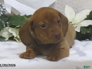 Miniature Dachshund dogs for sale: Jaxon - Ad 4