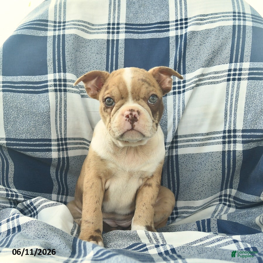 Boston Terrier dogs Fawn  - Ad 2