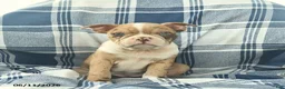 Boston Terrier dogs for sale: Fawn  - Ad 2