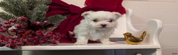Maltese dogs for sale: King - Ad 11