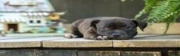 Staffordshire Bull Terrier dogs for sale: Moxie 💖 - Ad 4
