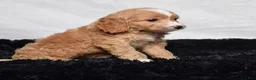 Cavapoo dogs for sale: Wren - Ad 3