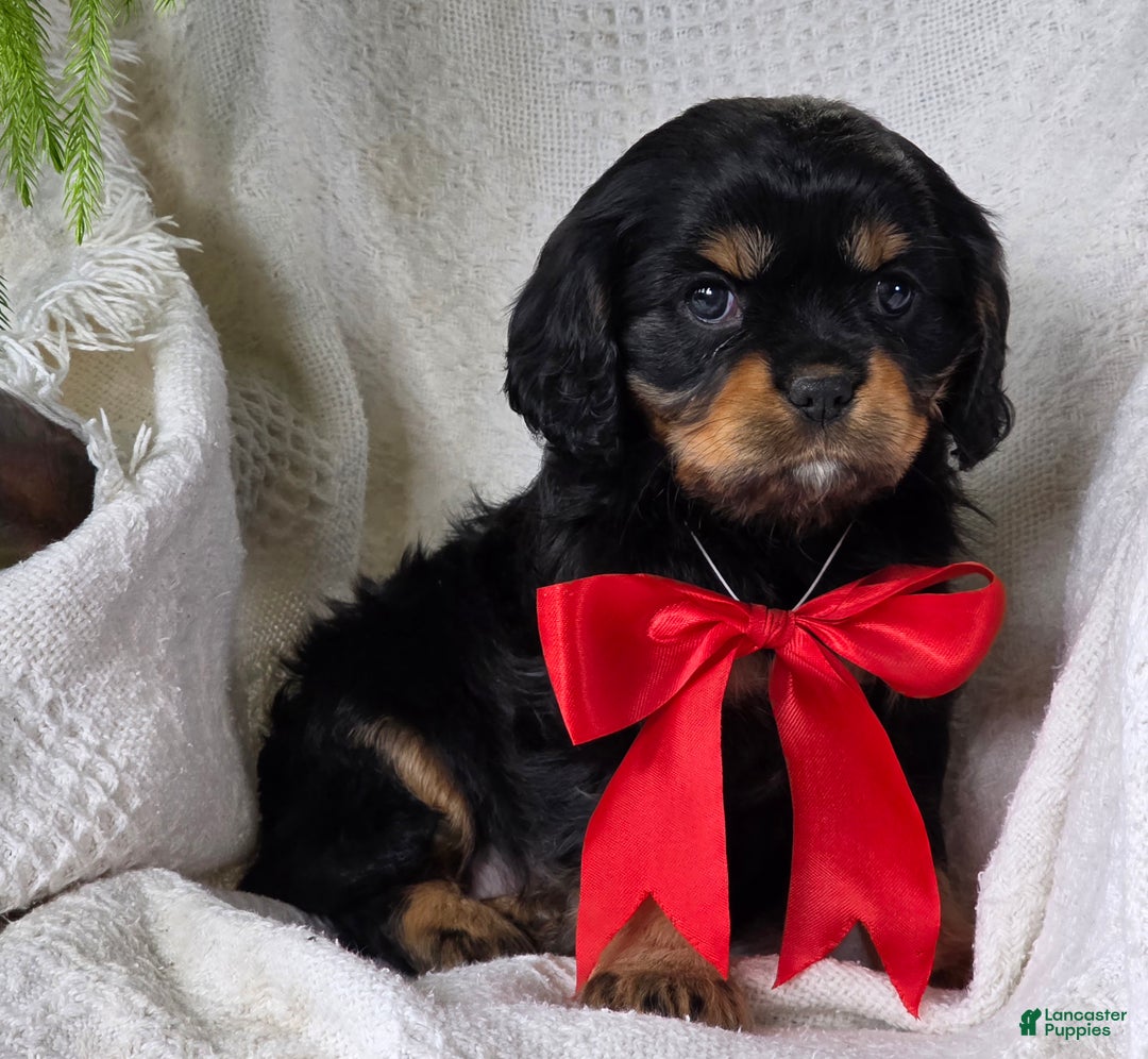 Cavalier King Charles Spaniel dogs for sale: Merry - Ad 4