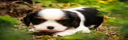 Cavalier King Charles Spaniel dogs for sale: Chester - Ad 4