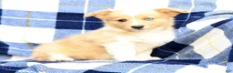Welsh Corgi Pembroke dogs for sale: Bingo - Ad 6