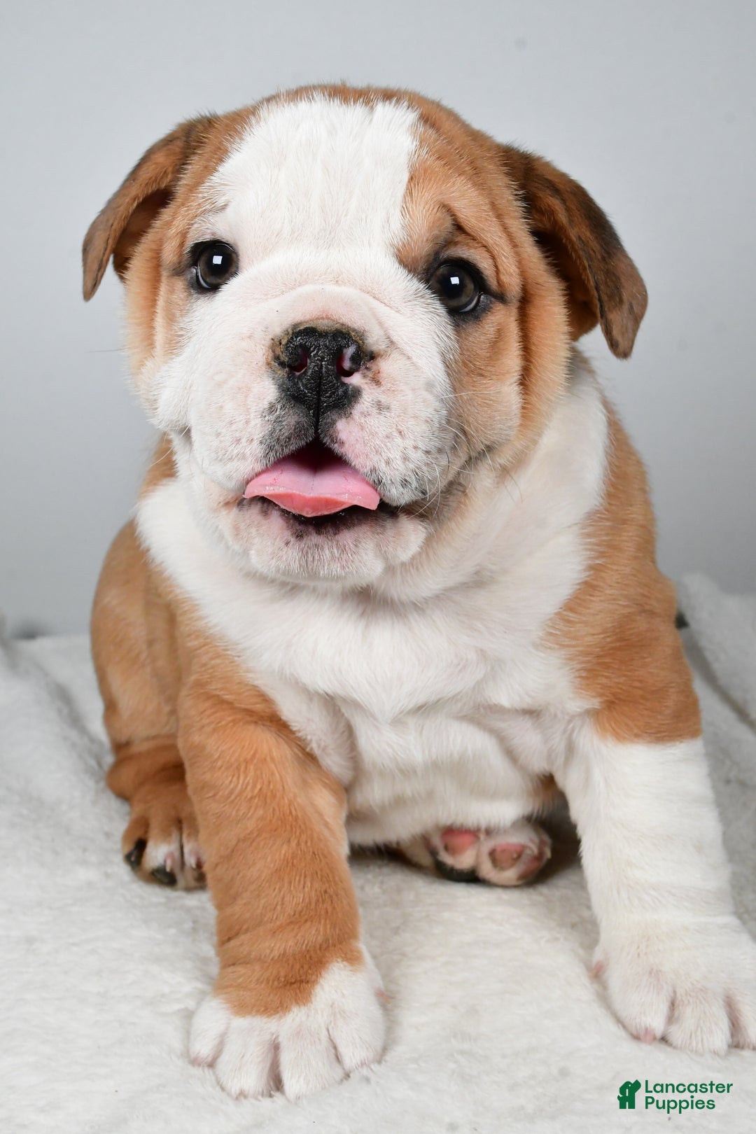 Beabull dogs for sale: Kyler - Ad 2