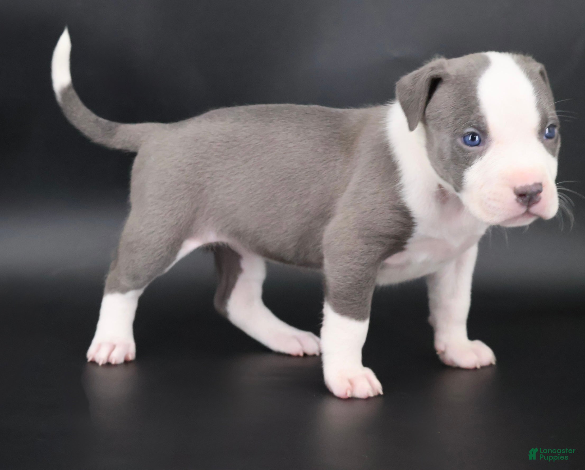 American Bully dogs Judith - XL - ABKC - Ad 2