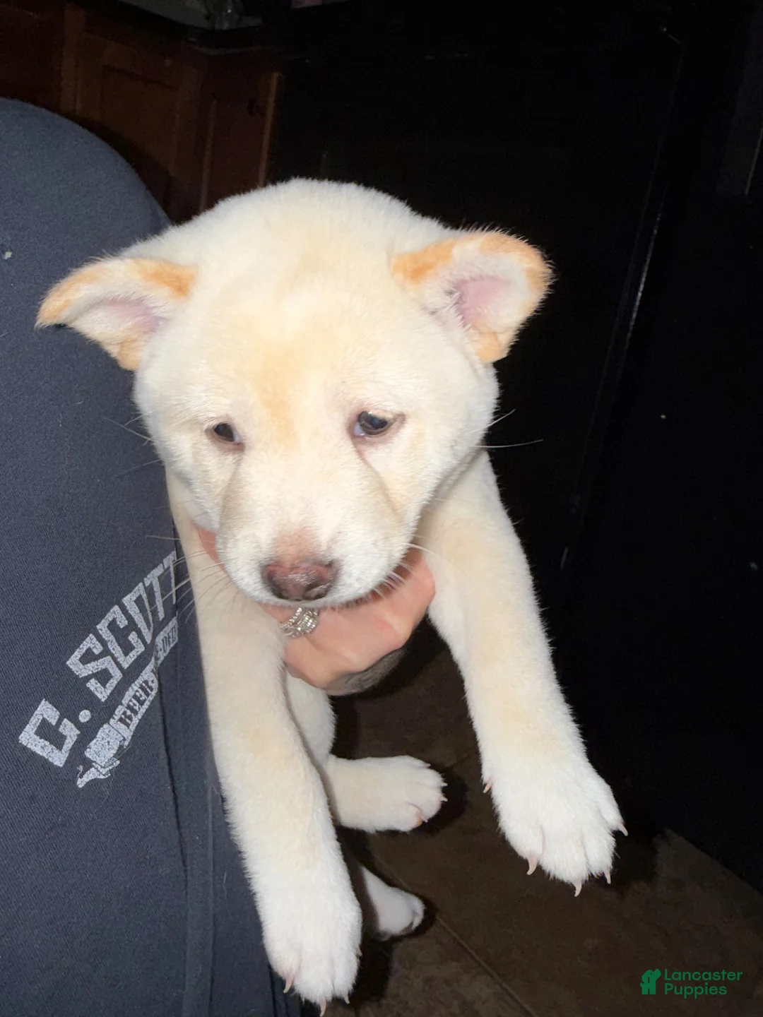 Shiba Inu dogs for sale: Snowball - Ad 1