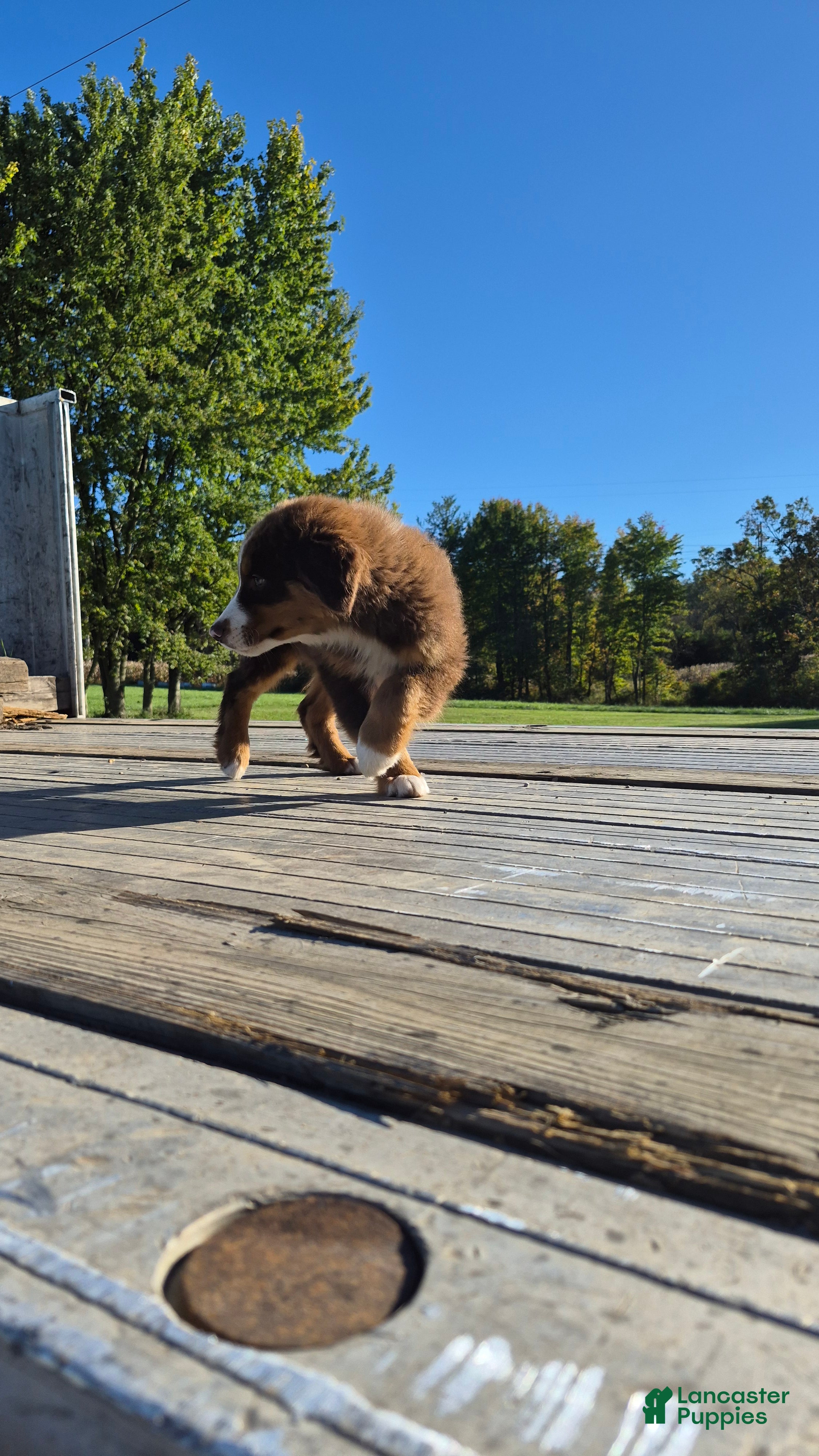 Australian Shepherd dogs for sale: Uno, A.S. 2 - Ad 2