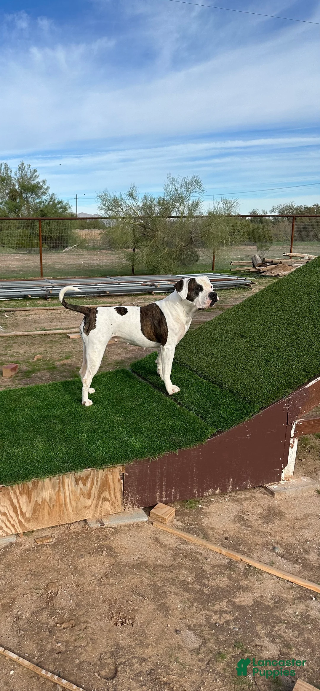 American Bulldog dogs for sale: American Bulldog Puppy 6 - Ad 2