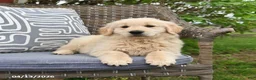 Golden Retriever dogs for sale: Mike - Ad 2
