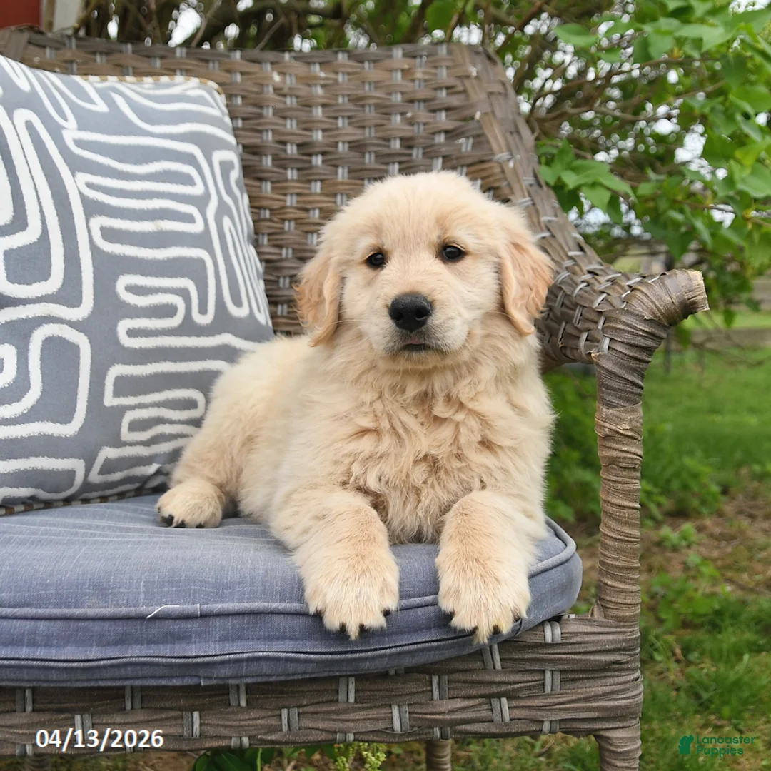 Golden Retriever dogs for sale: Mike - Ad 2