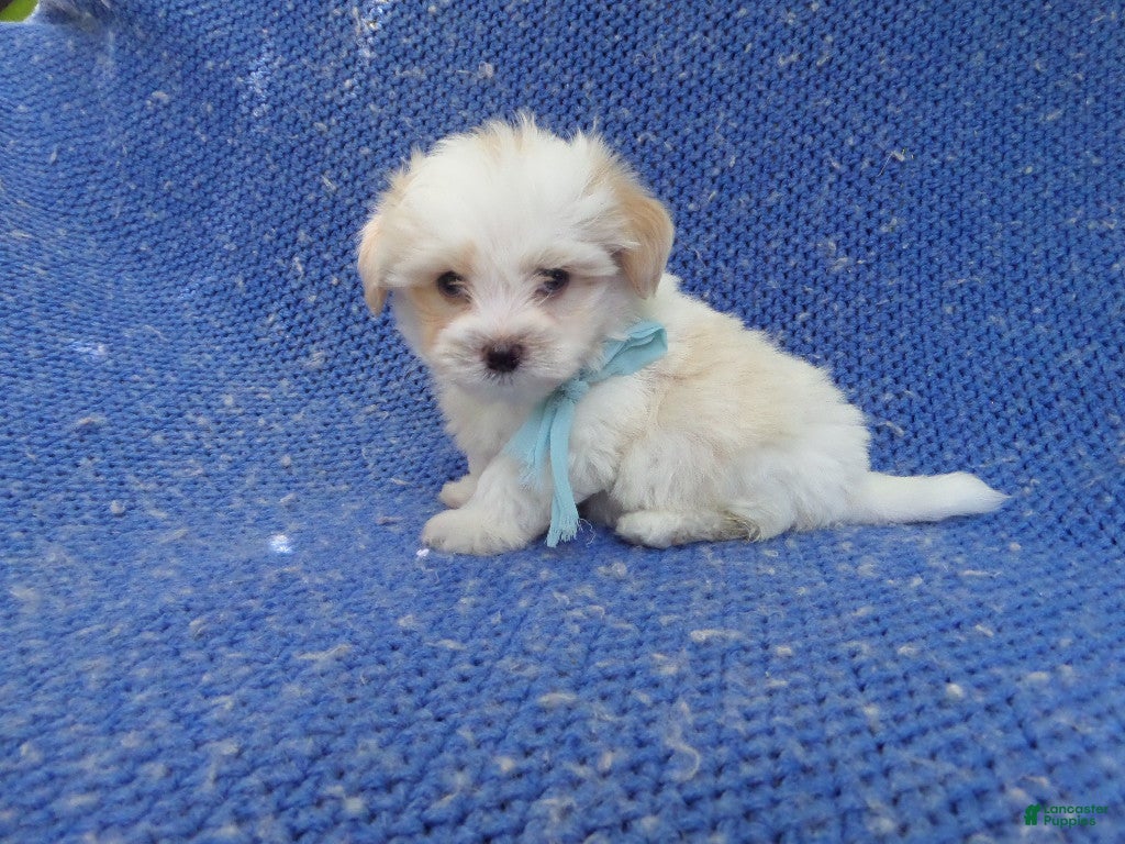Malshi dogs Vince  - Ad 35