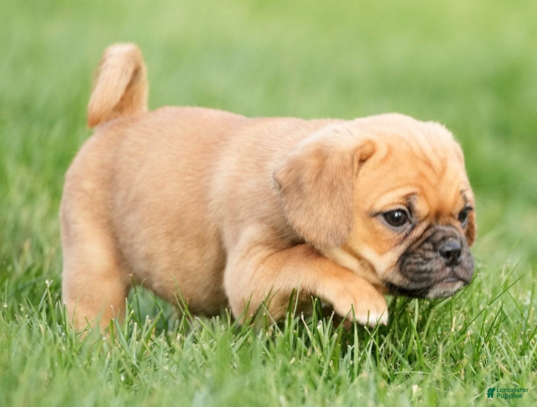 Puggle dogs for sale: Ripley - Ad 2