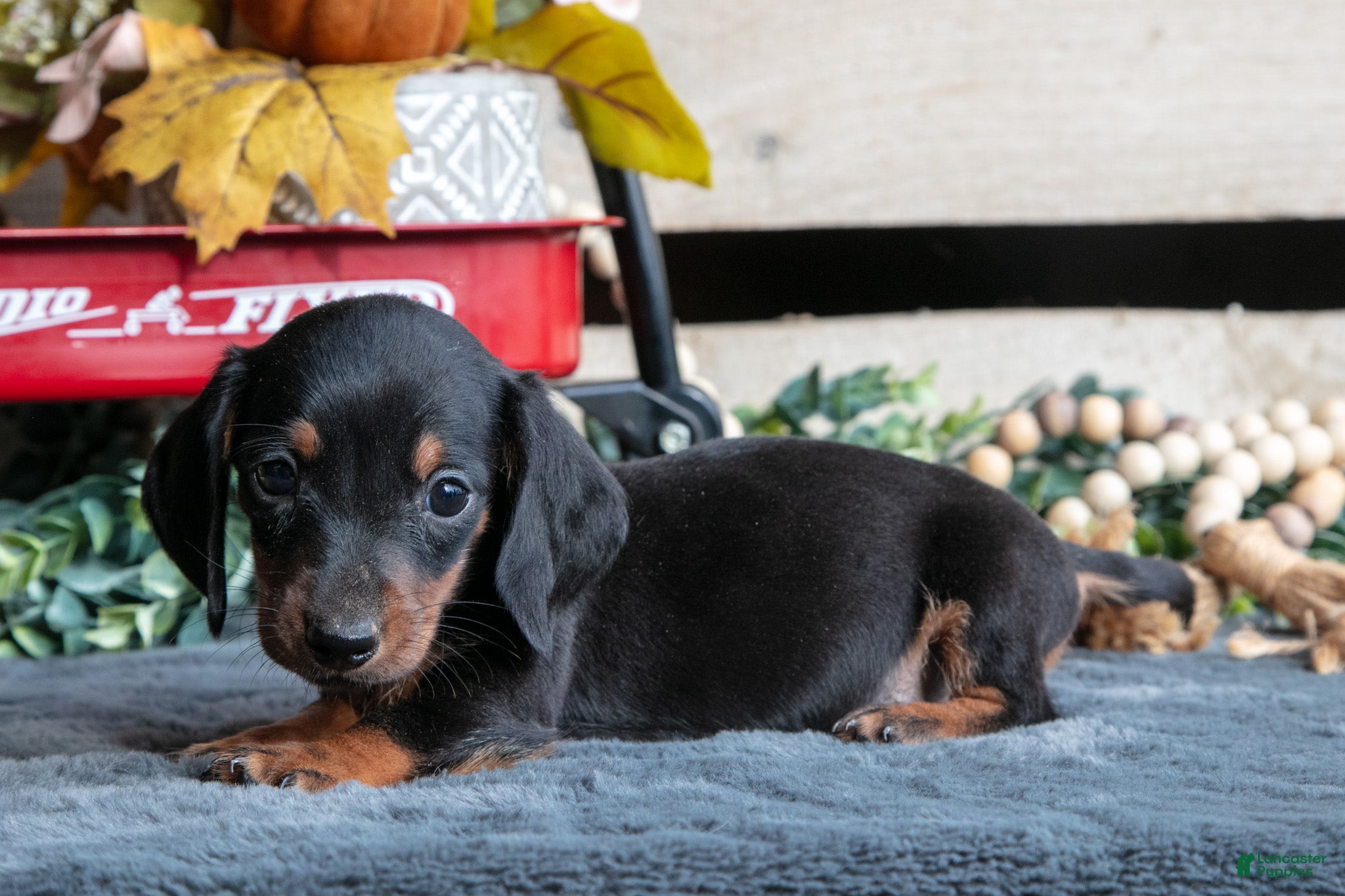 Miniature Dachshund dogs Benjamin - Ad 1
