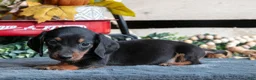 Miniature Dachshund dogs for sale: Benjamin - Ad 1