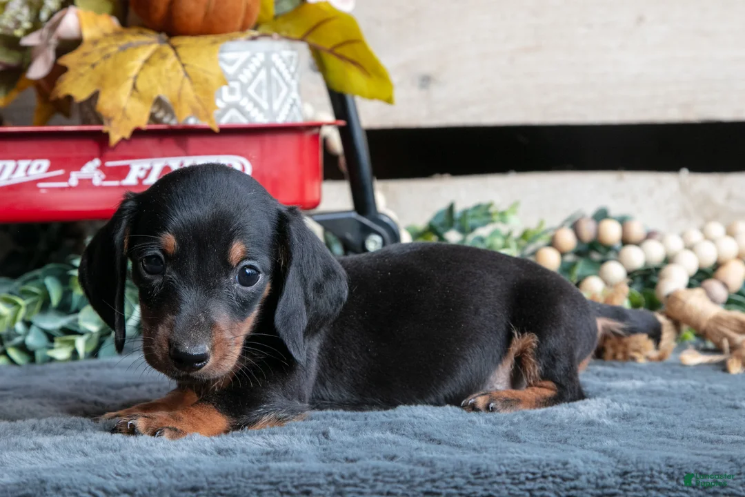 Miniature Dachshund dogs for sale: Benjamin - Ad 1