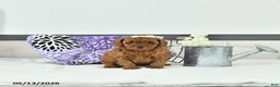 Toy Poodle dogs for sale: Holly     EXTRA SMALL - Ad 1