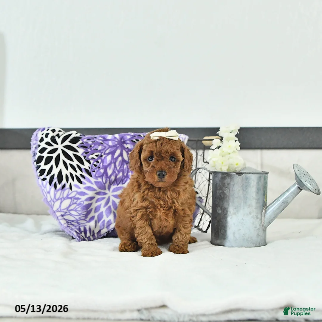 Toy Poodle dogs for sale: Holly     EXTRA SMALL - Ad 1