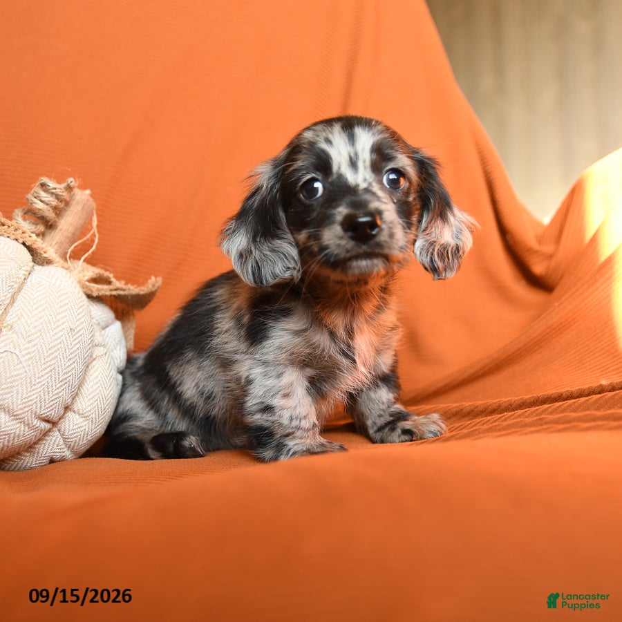 Dachshund dogs Archie - Ad 2
