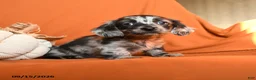 Dachshund dogs for sale: Archie - Ad 2