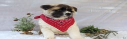 Akita dogs for sale: Trevor - Ad 17