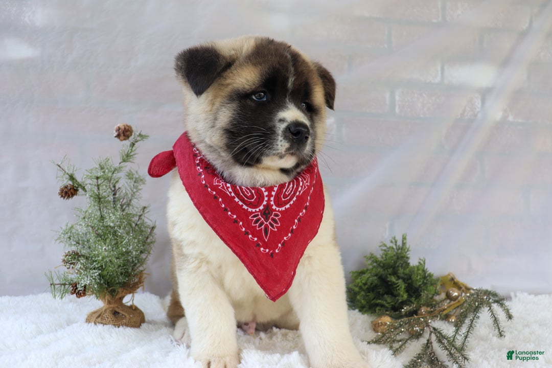 Akita dogs for sale: Trevor - Ad 17