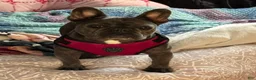 French Bulldog dogs for sale: French Bulldog 5 - Ad 4