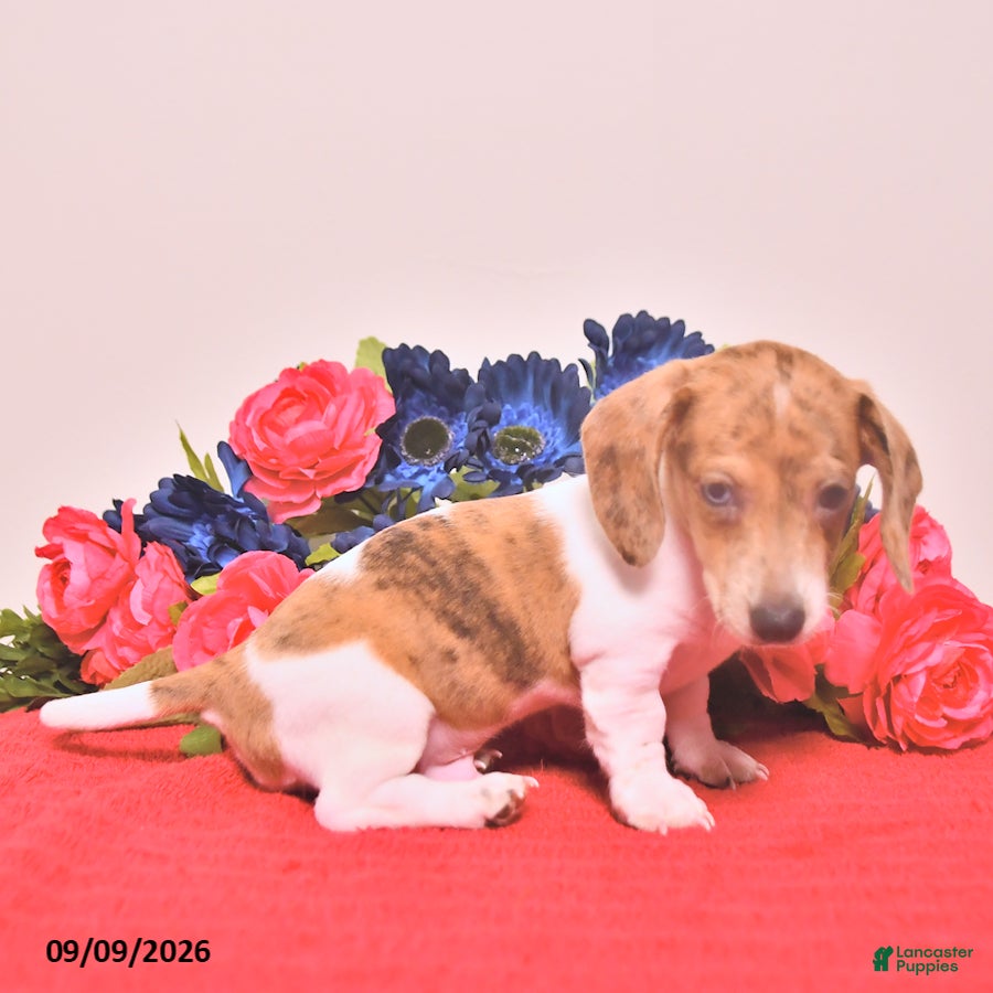 Miniature Dachshund dogs Walter - Ad 2