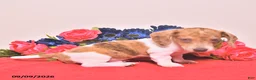 Miniature Dachshund dogs for sale: Walter - Ad 2