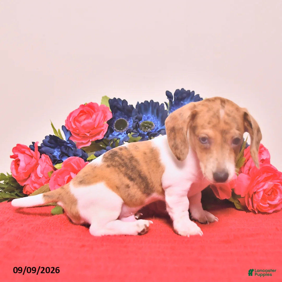 Miniature Dachshund dogs for sale: Walter - Ad 2