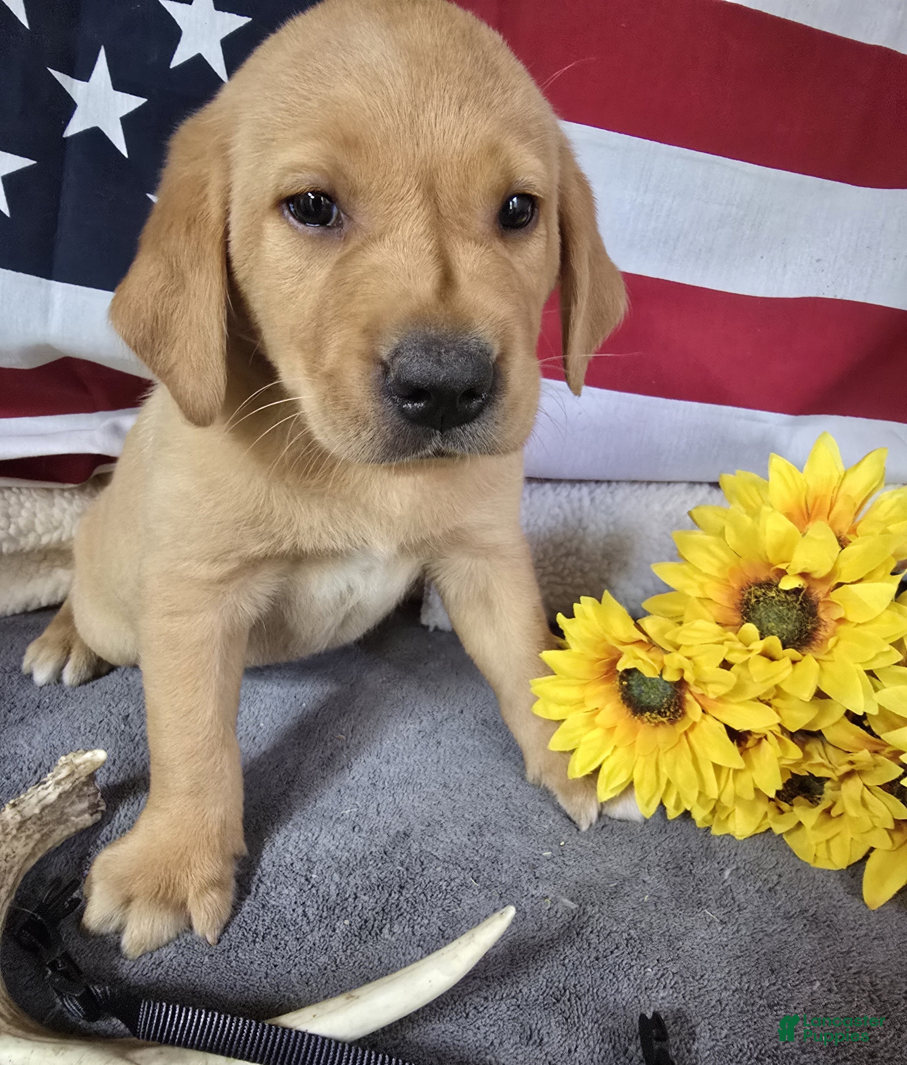 Labrador Retriever dogs Black Collar Puppy - Ad 1