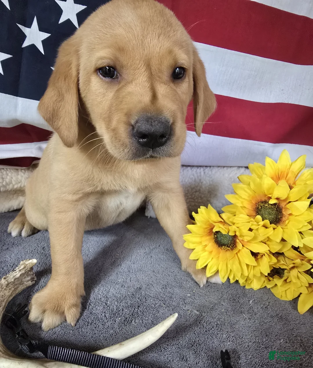 Labrador Retriever dogs for sale: Black Collar Puppy - Ad 1