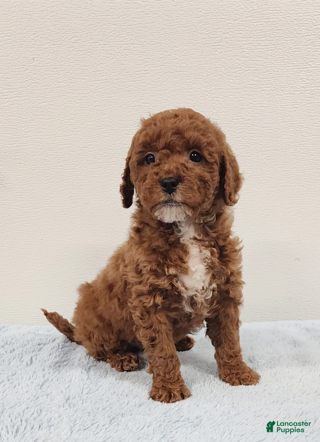 Mini Goldendoodle dogs for sale: Rocky - Ad 1