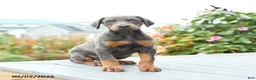 Mixed Breed dogs for sale: Fancy - Ad 5