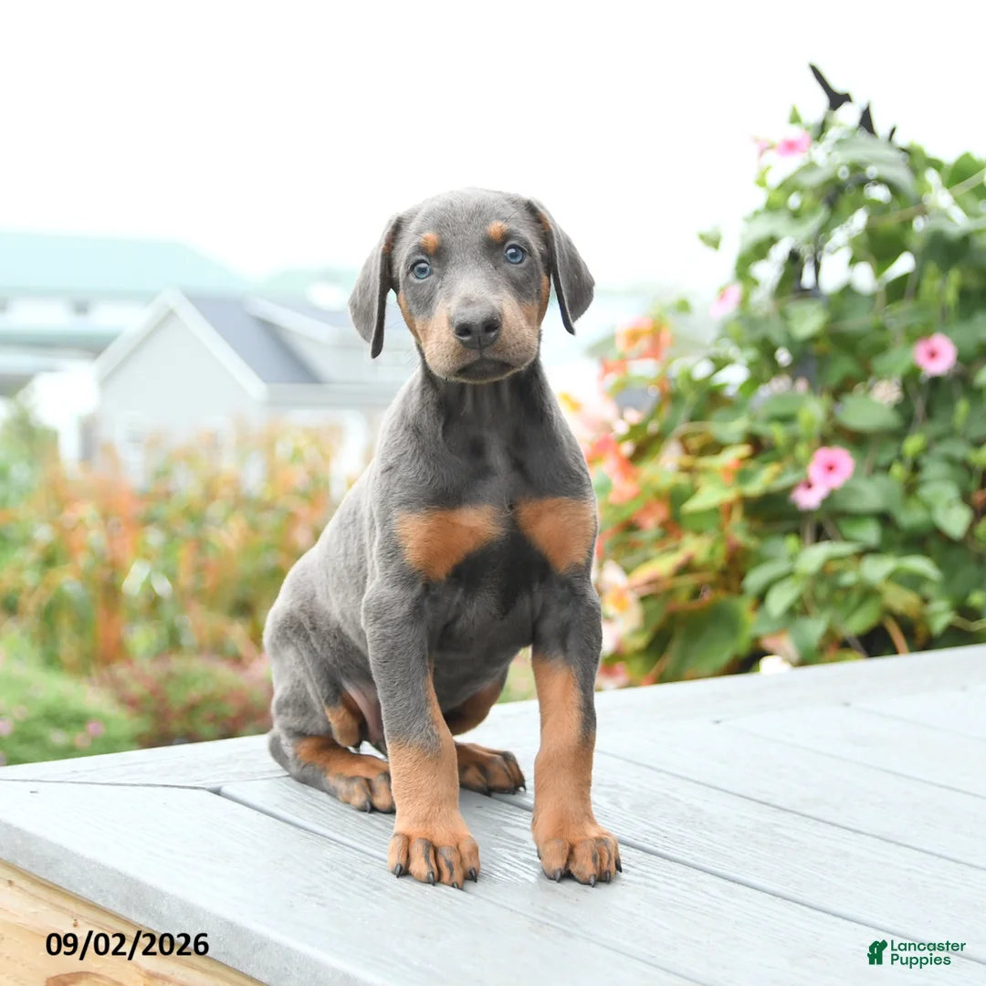 Mixed Breed dogs for sale: Fancy - Ad 5