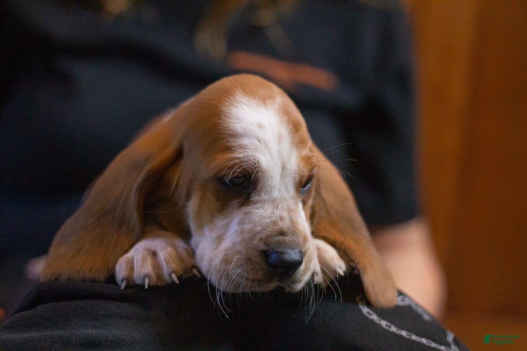 Basset Hound dogs for sale: William - Ad 2