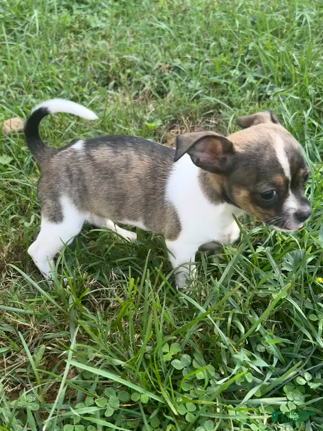 Chihuahua dogs for sale: Chihuahua 4 - Ad 2