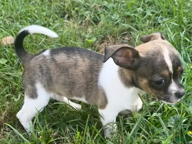 Chihuahua dogs for sale: Chihuahua 4 - Ad 2